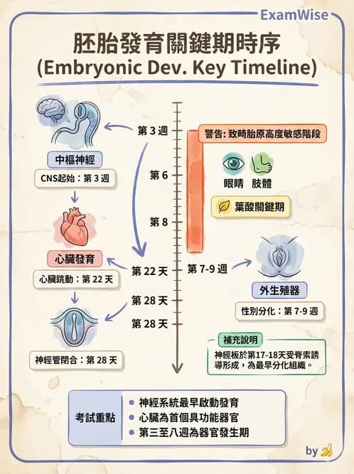 營養 - 孕期與哺乳期營養 - AI 圖文解析預覽