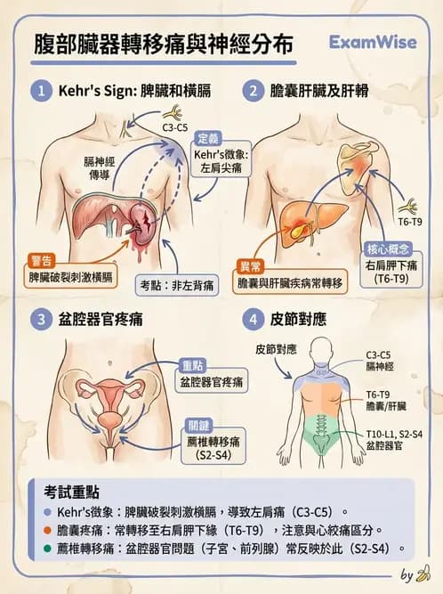 專師 - 腹部評估與急腹症 - AI 圖文解析預覽