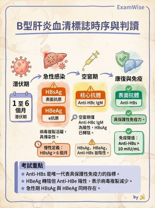 專師 - 肝炎與肝功能 - AI 圖文解析預覽
