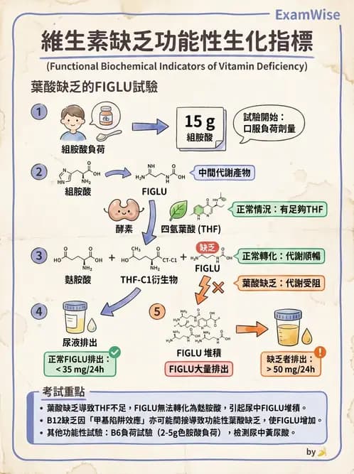 營養 - 生化指標與營養缺乏 - AI 圖文解析預覽