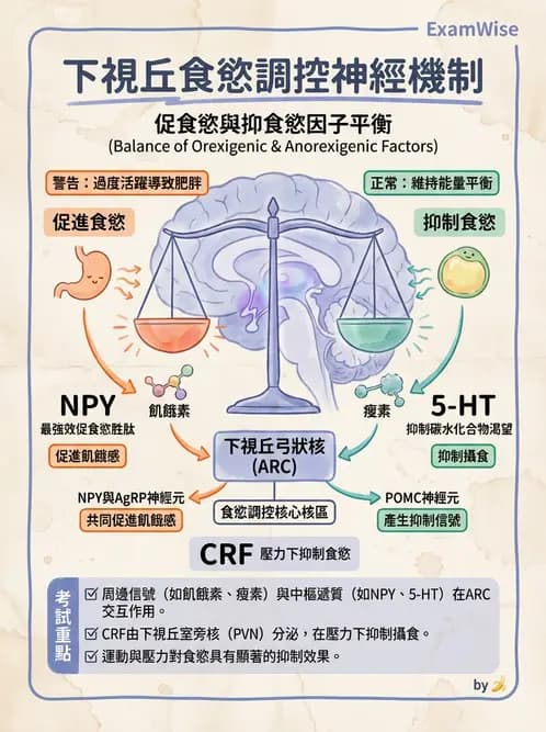 營養 - 體重管理與攝食異常 - AI 圖文解析預覽