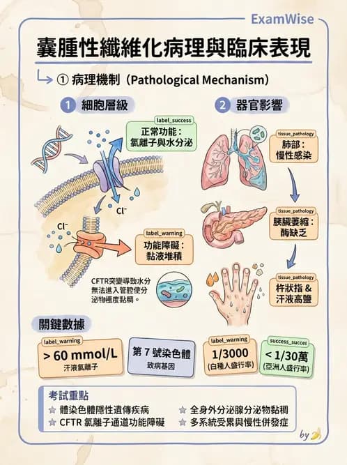 營養 - 呼吸系統疾病 - AI 圖文解析預覽