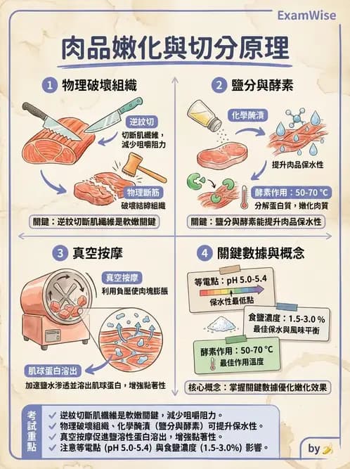 營養 - 動植物性食材製備原理 - AI 圖文解析預覽