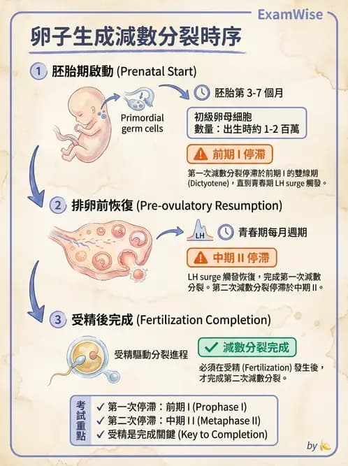 營養 - 生殖系統生理學 - AI 圖文解析預覽
