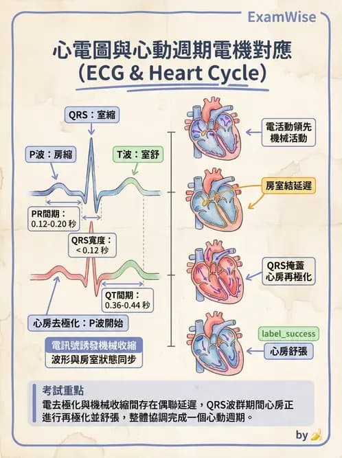 營養 - 心血管系統生理學 - AI 圖文解析預覽