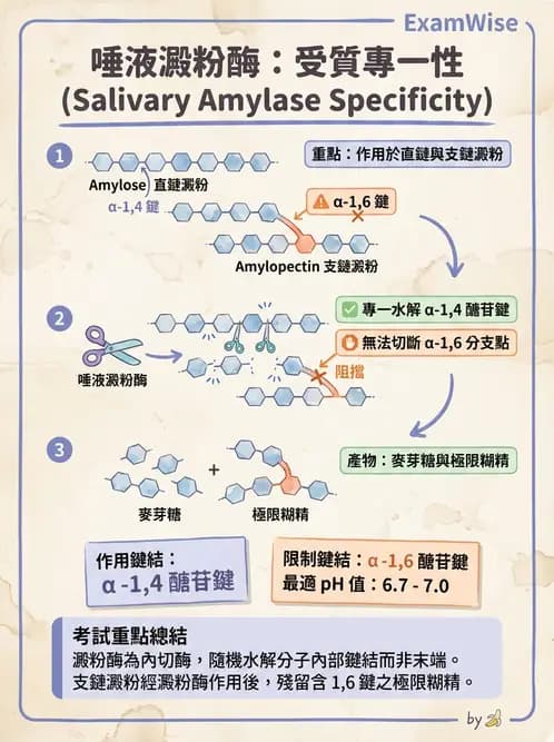 營養 - 醣類代謝 - AI 圖文解析預覽