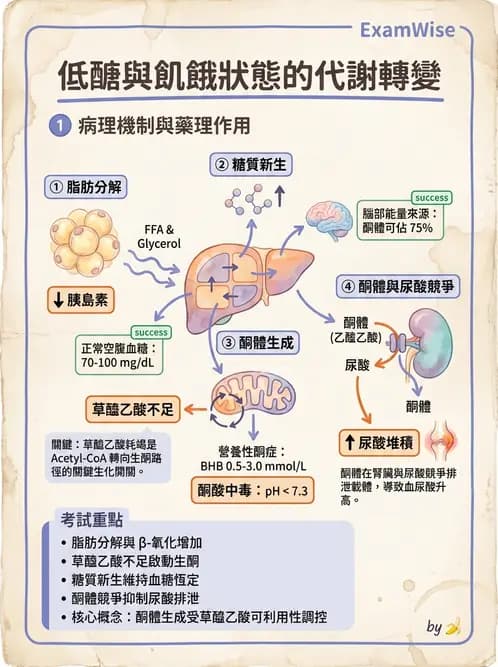 營養 - 醣類代謝 - AI 圖文解析預覽