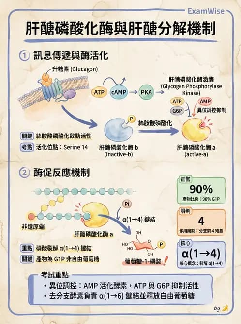 營養 - 醣類代謝 - AI 圖文解析預覽