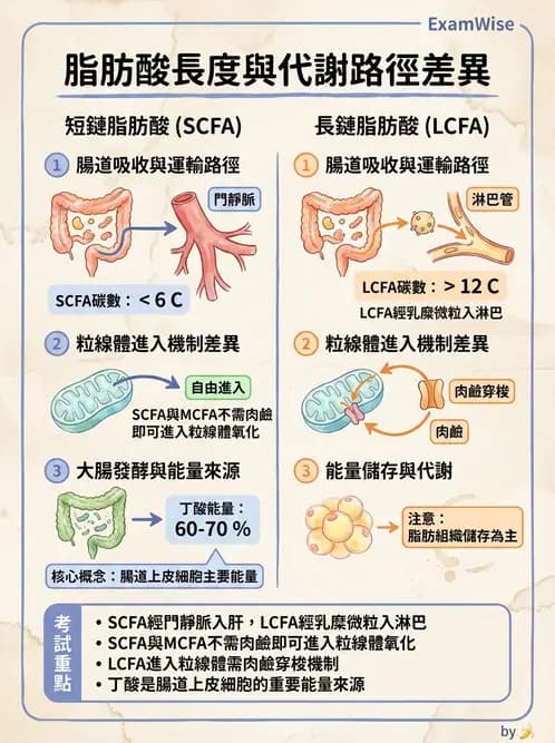 營養 - 脂質代謝 - AI 圖文解析預覽
