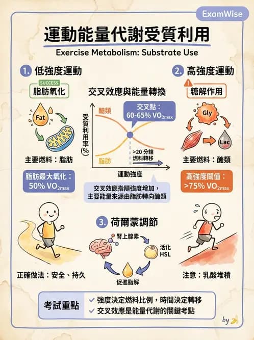 營養 - 脂質代謝 - AI 圖文解析預覽