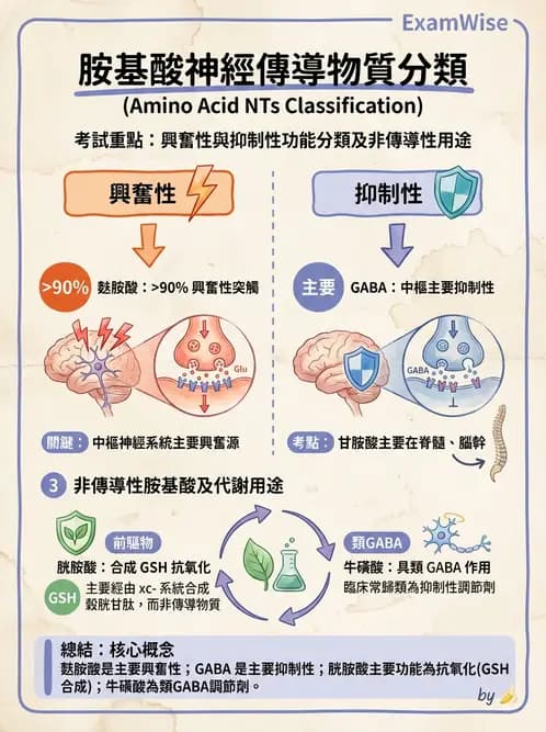營養 - 蛋白質與胺基酸代謝 - AI 圖文解析預覽