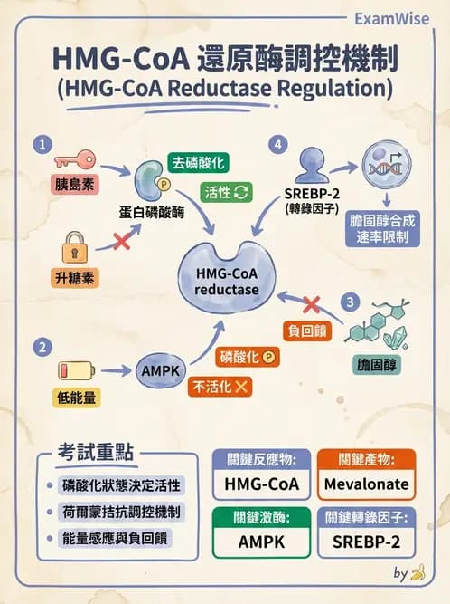 營養 - 脂質代謝 - AI 圖文解析預覽