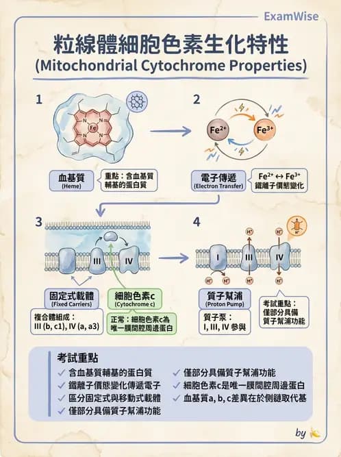 營養 - 能量代謝 - AI 圖文解析預覽