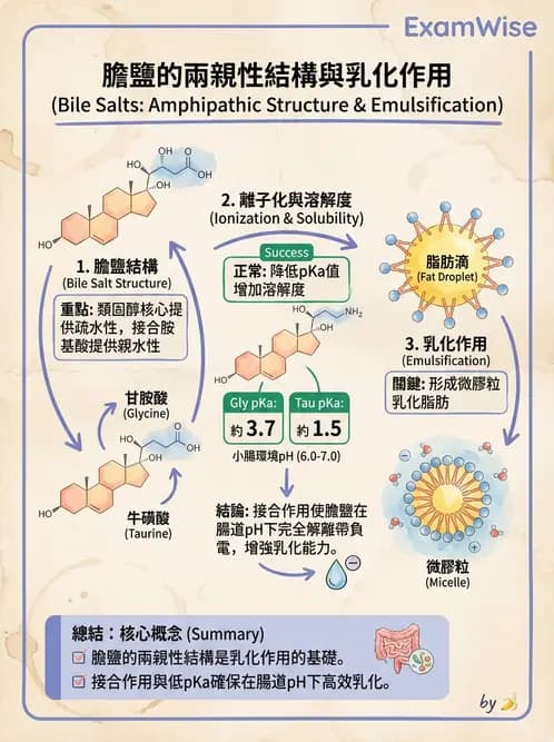 營養 - 脂質消化吸收與膽汁 - AI 圖文解析預覽