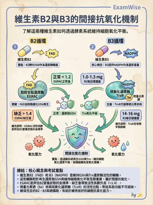 營養 - 能量代謝相關B群維生素 - AI 圖文解析預覽