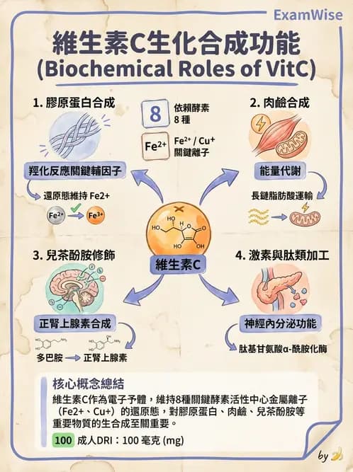 營養 - 維生素C與其他水溶性維生素 - AI 圖文解析預覽