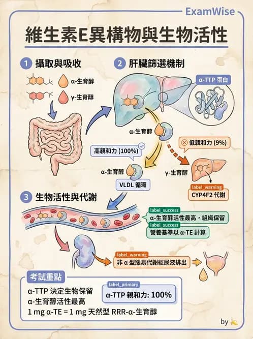 營養 - 維生素E - AI 圖文解析預覽