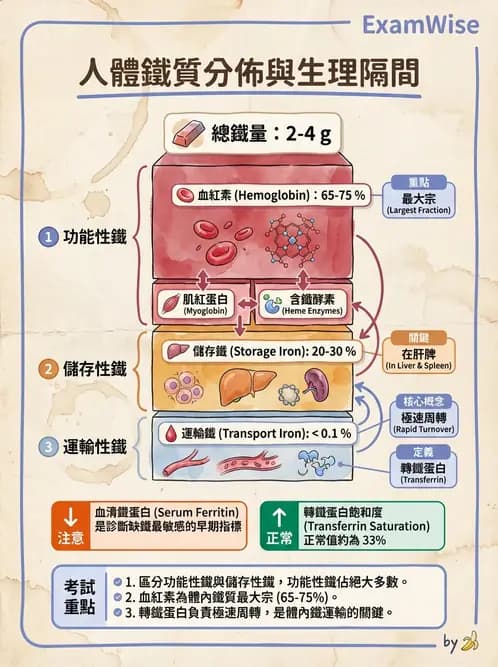 營養 - 鐵營養與貧血 - AI 圖文解析預覽