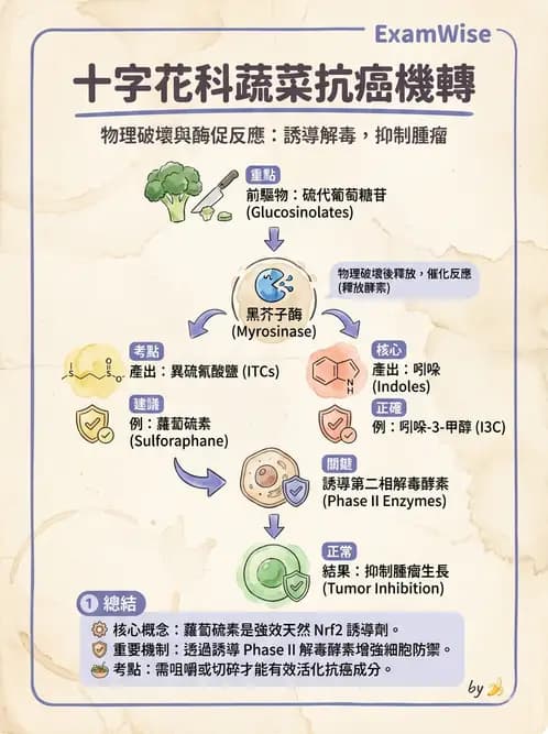 營養 - 當代營養學相關議題 - AI 圖文解析預覽