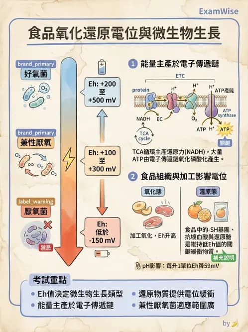 營養 - 食品腐敗微生物學 - AI 圖文解析預覽