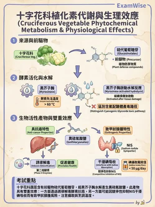 營養 - 天然毒素 - AI 圖文解析預覽