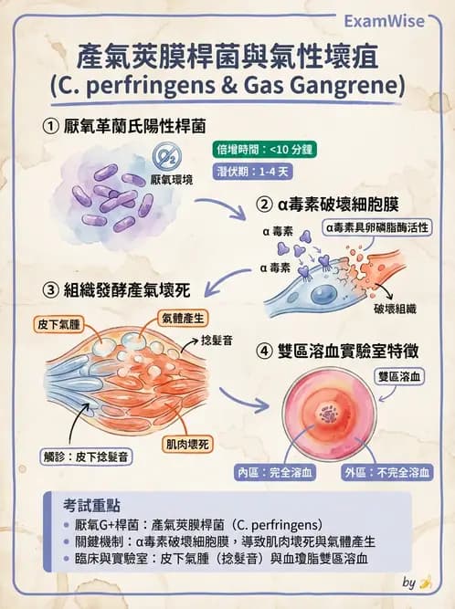 營養 - 食源性病原微生物 - AI 圖文解析預覽