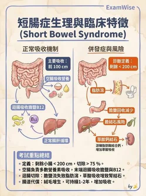 營養 - 腸胃道疾病 - AI 圖文解析預覽