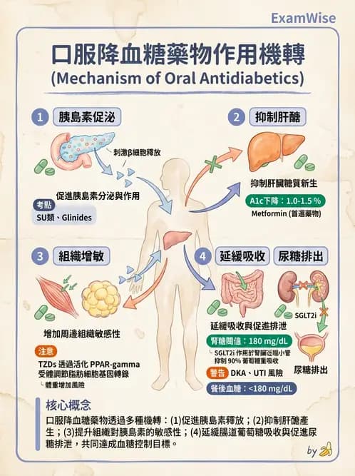 營養 - 糖尿病與代謝症候群 - AI 圖文解析預覽