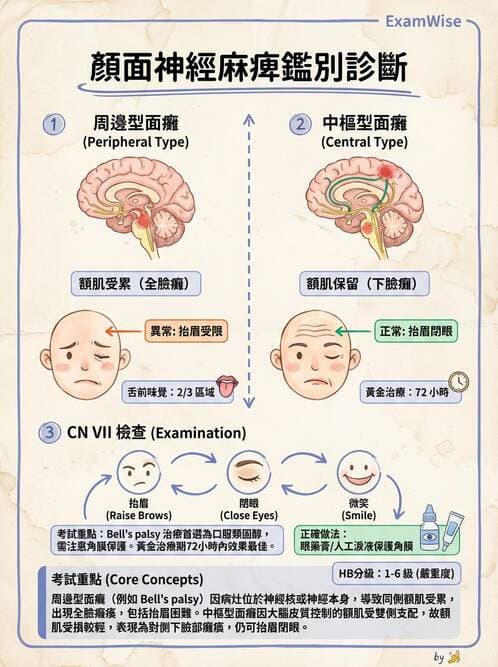 專師 - 腦神經檢查與神經學評估 - AI 圖文解析預覽
