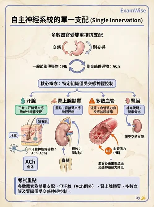 營養 - 神經系統生理學 - AI 圖文解析預覽