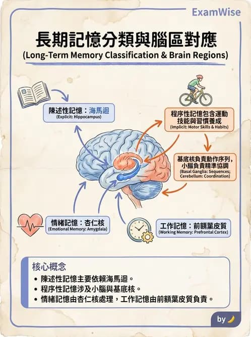 營養 - 神經系統生理學 - AI 圖文解析預覽