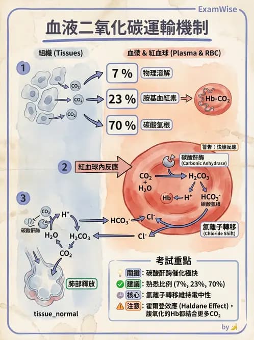 營養 - 呼吸系統生理學 - AI 圖文解析預覽