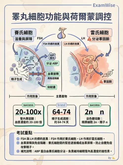 營養 - 生殖系統生理學 - AI 圖文解析預覽