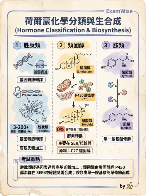營養 - 內分泌與代謝生理學 - AI 圖文解析預覽