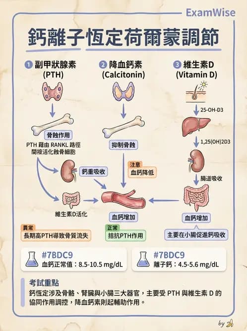 營養 - 內分泌與代謝生理學 - AI 圖文解析預覽