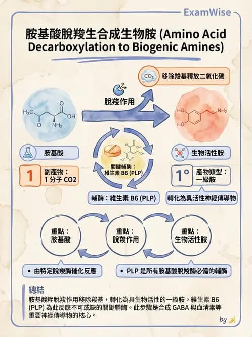 營養 - 蛋白質與胺基酸代謝 - AI 圖文解析預覽