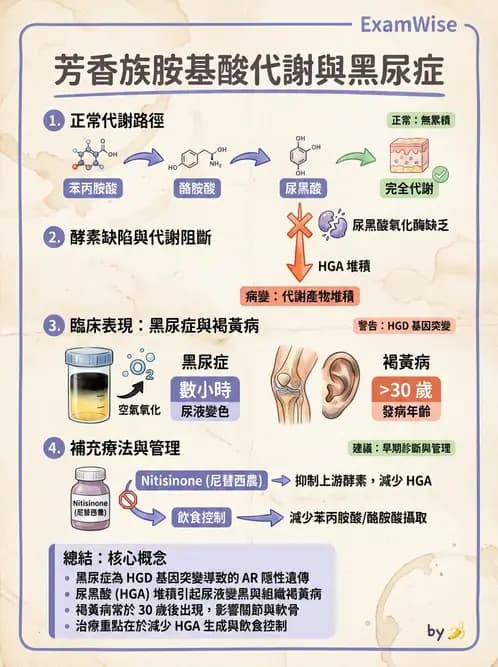 營養 - 蛋白質與胺基酸代謝 - AI 圖文解析預覽