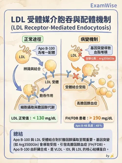 營養 - 脂質代謝 - AI 圖文解析預覽
