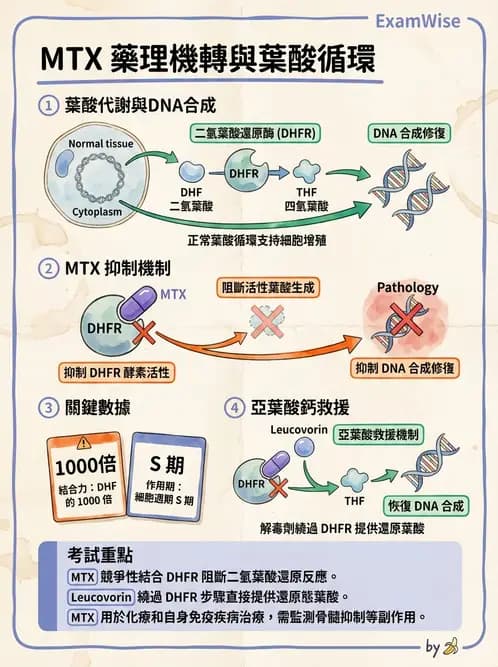 營養 - 核酸與基因表現 - AI 圖文解析預覽