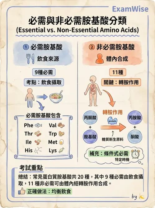 營養 - 胺基酸分類、功能與代謝 - AI 圖文解析預覽
