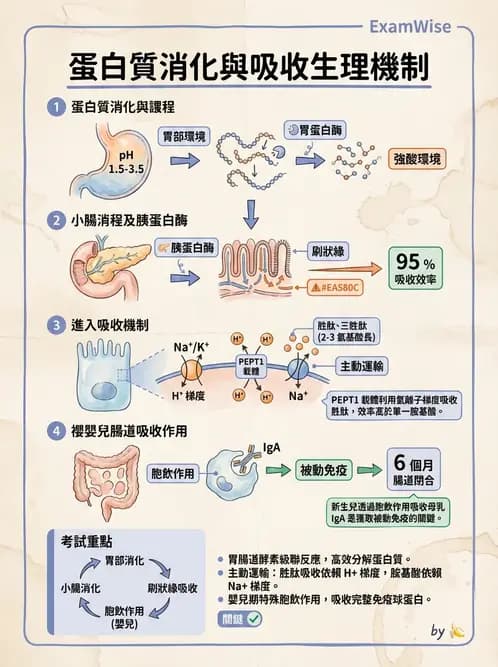 營養 - 蛋白質消化吸收與品質評估 - AI 圖文解析預覽