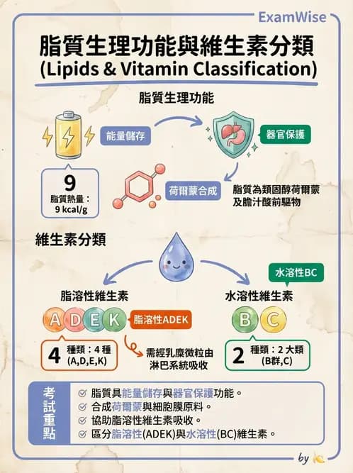 營養 - 脂肪酸種類與必需脂肪酸 - AI 圖文解析預覽