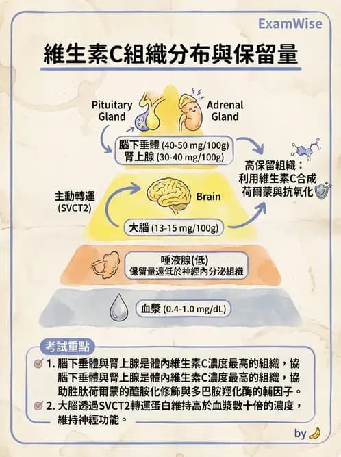營養 - 維生素C與其他水溶性維生素 - AI 圖文解析預覽