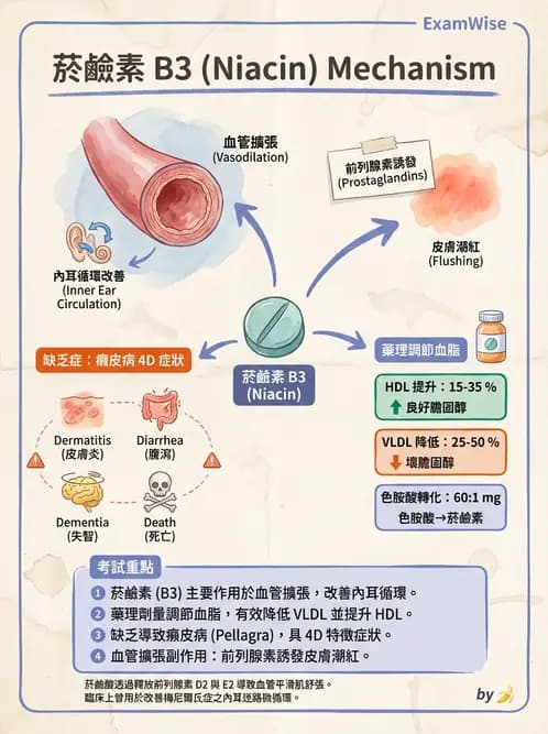 營養 - 單碳代謝與造血B群維生素 - AI 圖文解析預覽