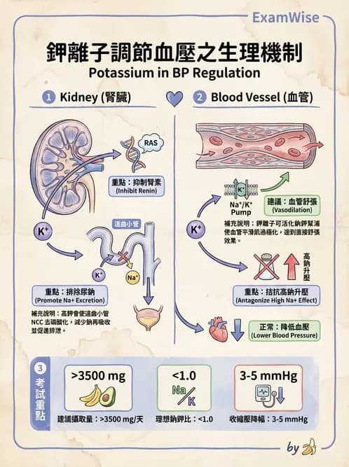 營養 - 巨量礦物質營養素 - AI 圖文解析預覽