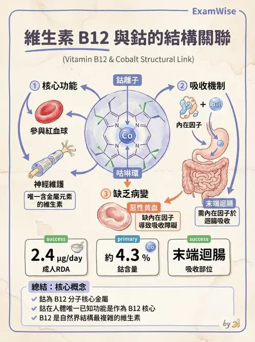 營養 - 氟、鉻及其他微量礦物質 - AI 圖文解析預覽