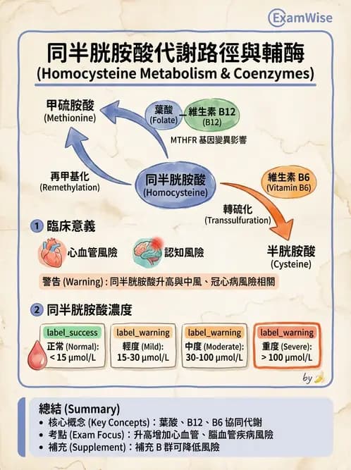 營養 - 單碳代謝與造血B群維生素 - AI 圖文解析預覽