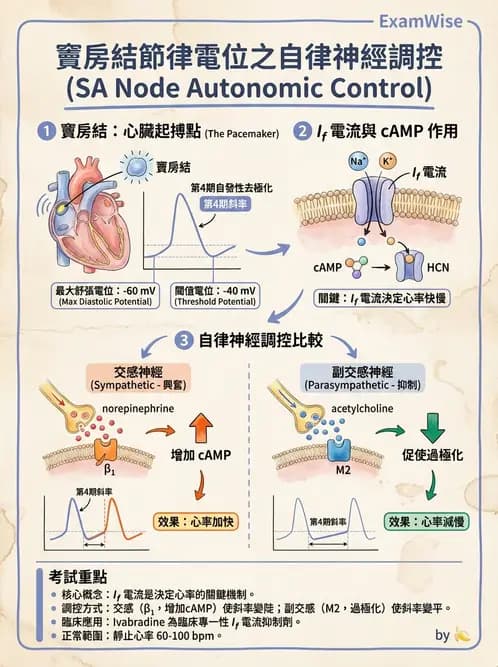 營養 - 心血管系統生理學 - AI 圖文解析預覽