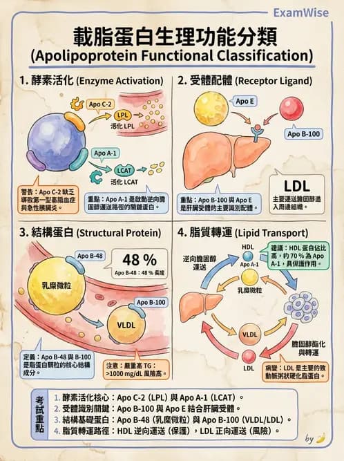 營養 - 脂質代謝 - AI 圖文解析預覽
