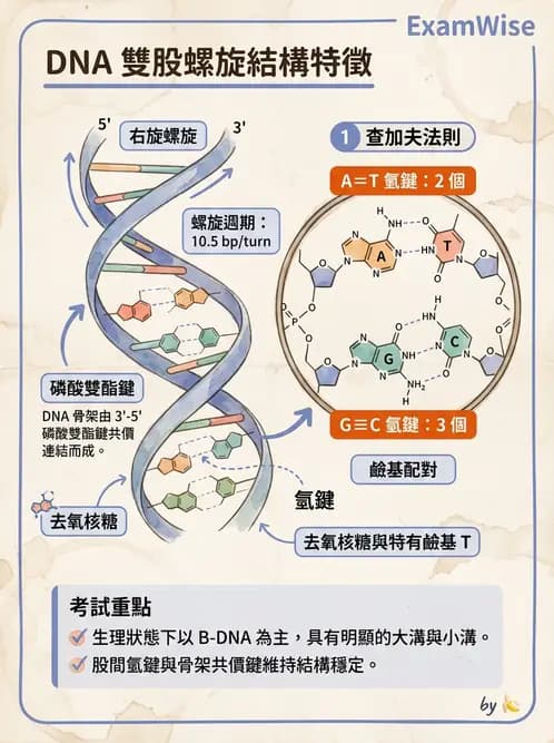 營養 - 核酸與基因表現 - AI 圖文解析預覽